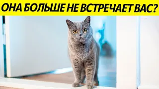 КОШКА ПЕРЕСТАЛА ВСТРЕЧАТЬ ВАС У ДВЕРИ? 10 ПРИЧИН, ПОЧЕМУ ЭТО ПРОИСХОДИТ