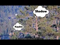 HE S BACK Shadow Returns After 2 Days KD1 Flies Straight to Him