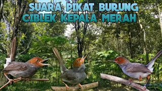 suara pikat mp3 burung ciblek kepala merah andalan balvir channel