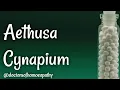 Lagu Aethusa Cynapium