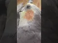 Download Lagu Walkitty talkitty cockatiel #cute #talkingparrot #cockatiel