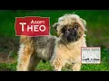 Adopt Theo - Shih Tzu Rescue
