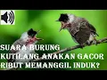 Download Lagu suara burung kutilang anakan gacor ribut seperti memanggil induknya