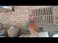 Lagu Suara ayam betina berkokok