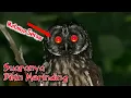 Download Lagu Matanya Seram‼️ Dengarkan Suara Burung Hantu Menyeramkan - Bikin Merinding