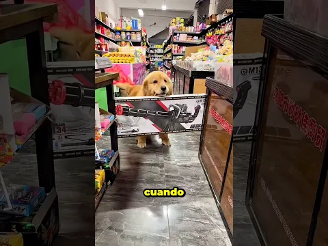 El Perrito Queria Robar La Tienda de Juguetes 😲