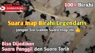 suara inap anti zonk karakter birahinya bikin walet cepat bersarang suara inap dari rbw sukses