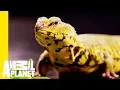 This Yellow Lizard is Called The Uromastyx Scaled