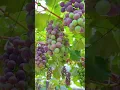 Download Lagu Mix Grapes Fruit Garden | #garden #fruit #nature #music #shorts