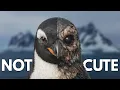Lagu Penguins Are Not Just Cute, They Are Brutal