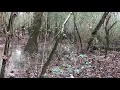 Swamp rabbit hunting Georgia season