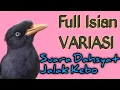Download Lagu Suara Khasnya Jalak Kebo Gacor Mompa Full Isian VARIASI pancingan jalak agar gacor full isian 