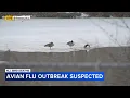 NJ investigating bird flu outbreak after dozens of geese found dead in Gloucester County