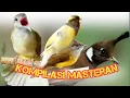 MASTERAN BURUNG KICAU CILILIN,KAPAS TEMBAK,KENARI DAN CUCAK JENGGOT ❗GAMPANG MASUK CEPAT MENIRUKAN