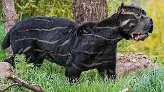 10 rarest dog breeds in the world