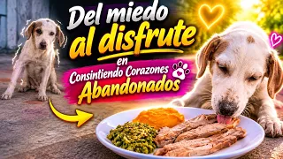 Pirata tenía miedo. Si lo reconoces manda un mensaje. Gracias por ayudarnos a encontrar su hogar m