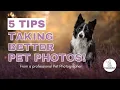 5 Tips to Start Taking Better Photos of your Pet TODAY from a Professional Pet Photographer