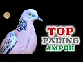 Download Lagu Suara Pikat Tekukur Lokal Gacor Memanggil Lawan Agar Mau Bunyi ‼️ #tekukur #derkuku 