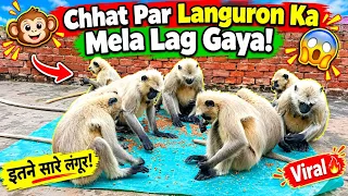 🐒 Chhat Par Languron Ka Mela Lag Gaya! 😱 Chana Party Shuru