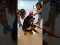 Pups at the Pittsburgh airport bring paws-itivity during busy summer travel