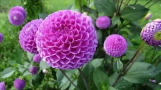 Sharhe Parishani وحشی بافقی شرح پریشانی  Sharhe Parishani وحشی بافقی شرح پریشانی