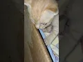 Download Lagu little ginger cat 🐱🐱🐱#cat#garfield #viral#shorts#kitten#meow#funnycats #calicocat