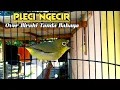 Download Lagu AMPUH ‼️ Pancingan Pleci Ombyokan Agar Mau Bunyi Buka Paruh