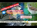 Download Lagu Masteran ciblek gunung, pikat burung ciblek,  suara air sungai mengalir,..dijamin Joss!!