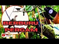 BERBURU PERGAM‼️jangan berburu disaat cuaca seperti ini