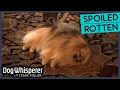Cesar Millan Faces Off With Attention-Seeking Pomeranian Dog Whisperer With Cesar Millan