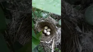 عش طائر أبو قلنسوة 