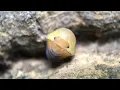 Cubaris sp Rubber Ducky Isopod Care Guide