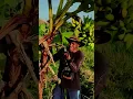 Download Lagu Panen buah pisang di ladang dengan hasil yang sangat memuaskan #shorts