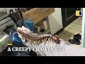Download Lagu Is this giant centipede the most horrific pet possible?