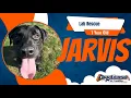 Freedom Board and Train Jarvis Lab Rescue 1 year