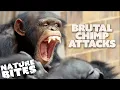 Most BRUTAL Chimp Attacks at the Zoo Nature Bites