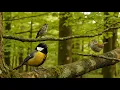 Download Lagu Simfoni Hutan: Kicau Burung Pagi yang Membangkitkan Alam Liar