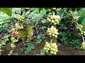 Lagu KOPI ROBUSTA JENIS TUGUSARI BERBUAH LEBAT BIJI BESAR BATANG SEHAT DAUN IJO ROYO ROYO