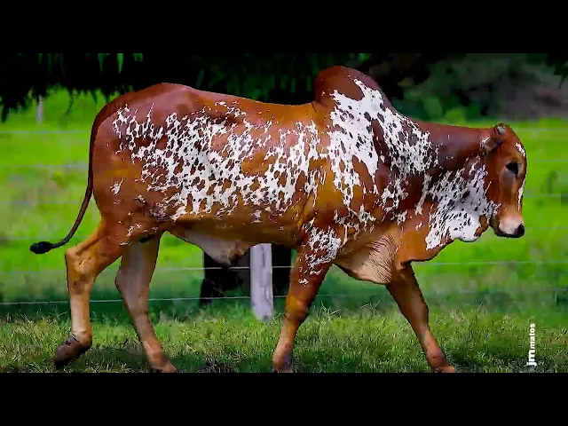 Touro Nelore FESN - 90