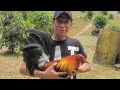 COWAN GREY LINE S OF MR JAP GAGALAC NG LIVEWIRE GAMEFARM