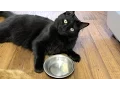 How To Make Popsicles For Cats