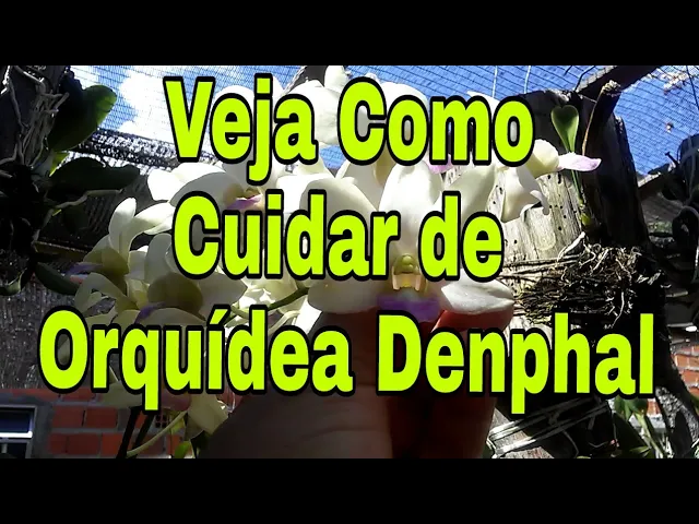 COMO CUIDAR DE ORQUÍDEA DENPHAL