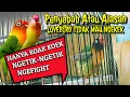 Download Lagu PAHAMI !!! Lovebird koak koek ngetik tidak mau ngekek