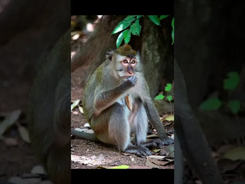 Duniya ki sab se pyari awaaz 🥰 #azan #islamicvideos #islamicstutus #shortsfeed #quran #shorts #azma