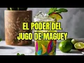 Descubre los Increibles Beneficios del Jugo de Maguey