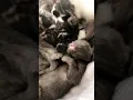 Black kitten twitching while sleeping