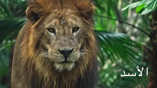 صوت الاسد مخيف جدا دندنها
