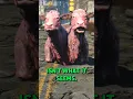 Download Lagu This Brahmin Has A Secret in Fallout 4