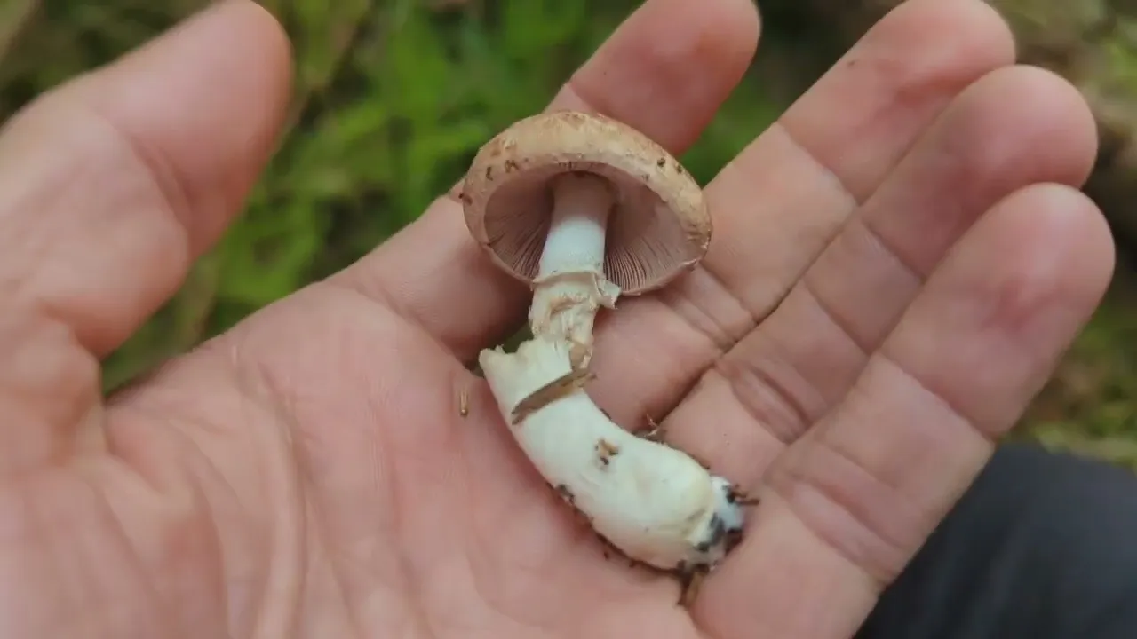 blushing wood mushroom - Foraging Mushrooms UK