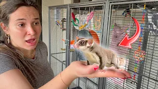GIVING MY SUGAR GLIDERS A NEW HOME
